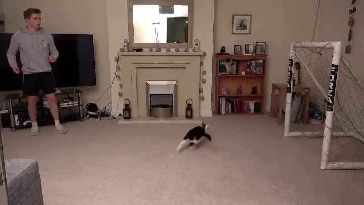 猫咪守门员